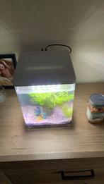 Vissenkom, Dieren en Toebehoren, Vissen | Aquaria en Toebehoren, Ophalen of Verzenden, Zo goed als nieuw, Verlichting of Verwarming
