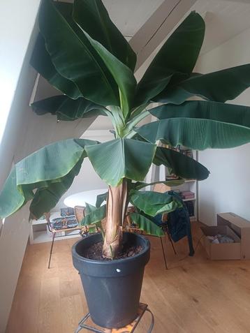 Grote Bananenplant in Pot beschikbaar voor biedingen