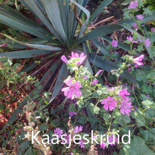 Kaasjeskruid, Tuin en Terras, Planten | Tuinplanten, Vaste plant, Volle zon, Zomer, Ophalen