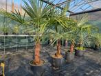 Trachycarpus nova, Tuin en Terras, Planten | Tuinplanten, Ophalen, Overige soorten, Volle zon