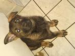Duitse herder pup met stamboom, 8 tot 15 weken, Teef, Eén hond, Herder