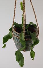 Mooie Epiphyllum / krulcactus in leuke trendy hanpot., Ophalen, Overige soorten, In pot, Minder dan 100 cm