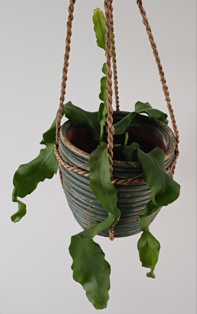 Mooie Epiphyllum / krulcactus in leuke trendy hanpot., Huis en Inrichting, Kamerplanten, Overige soorten, Minder dan 100 cm, In pot