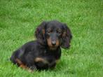 Leuke dwerg teckel pups, Dieren en Toebehoren, Honden | Teckels en Dashonden, CDV (hondenziekte), Particulier, 8 tot 15 weken
