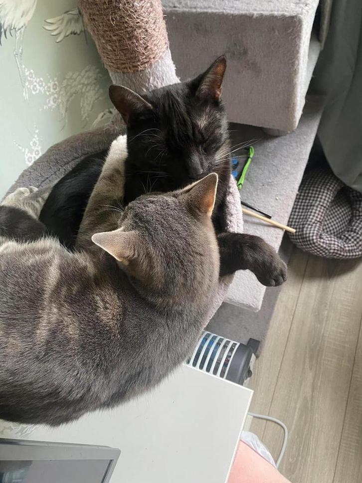 2 lieve katers, Dieren en Toebehoren, Katten en Kittens | Overige Katten, Kortharig, Kater