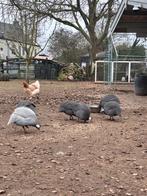 Parelhoenders, Dieren en Toebehoren, Pluimvee, Mannelijk, Kip