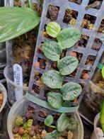 rhaphidophora tenuis, Huis en Inrichting, Kamerplanten, Ophalen of Verzenden, Halfschaduw, Minder dan 100 cm