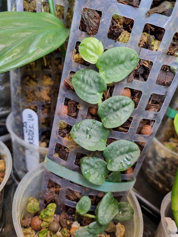 rhaphidophora tenuis, Huis en Inrichting, Kamerplanten, Minder dan 100 cm, Halfschaduw, Ophalen of Verzenden