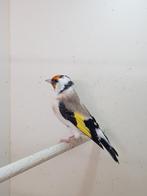 Majoor putter, Dieren en Toebehoren, Vogels | Overige Vogels, Vrouwelijk, Wildzangvogel
