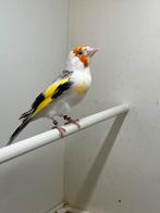 Majoor putter, Dieren en Toebehoren, Vogels | Overige Vogels, Vrouwelijk, Wildzangvogel