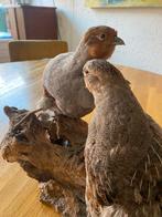 Opgezette Tortels op Houten Sokkel Ultiem kado vr Valentijn!, Ophalen of Verzenden