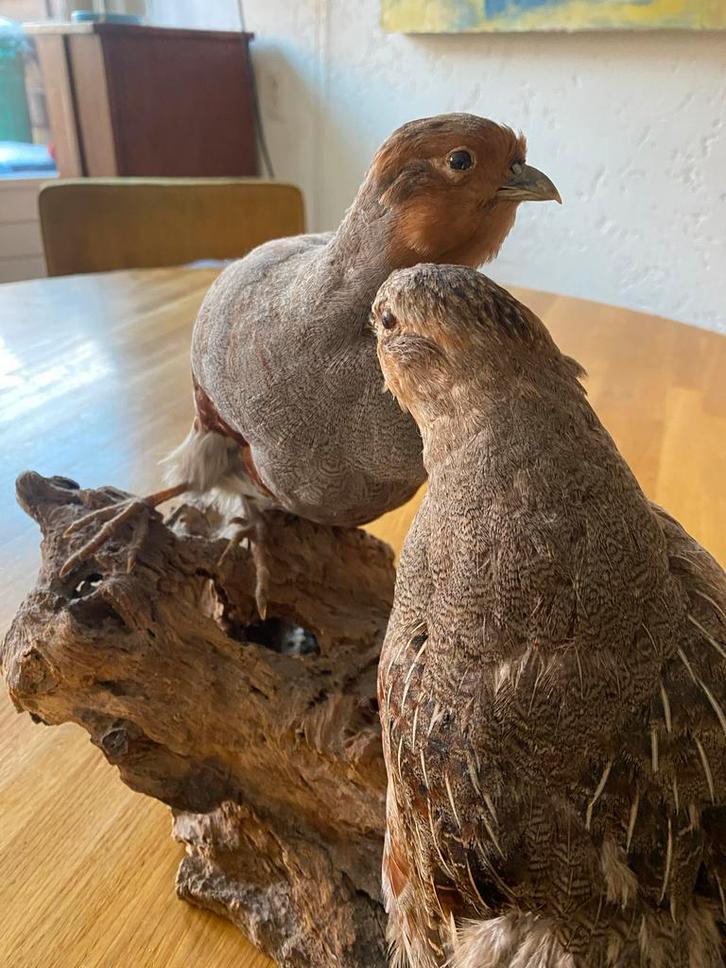 Opgezette Tortels op Houten Sokkel Ultiem kado vr Valentijn!, Antiek en Kunst, Kunst | Overige Kunst, Ophalen of Verzenden