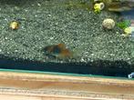 Corydoras venezuela orange, Dieren en Toebehoren, Vissen | Aquariumvissen, Vis, Zoetwatervis, Schoolvis