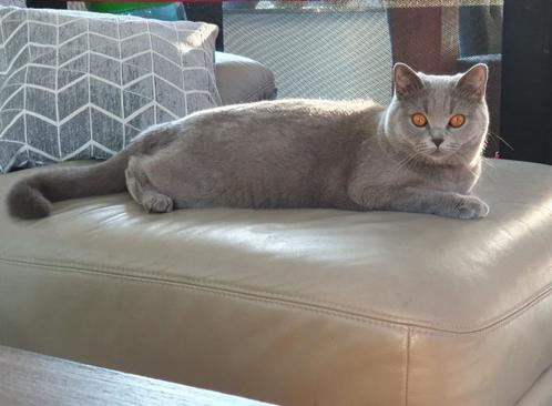 Lieve Brits Korthaar poes, Dieren en Toebehoren, Katten en Kittens | Raskatten | Korthaar, Poes, 3 tot 5 jaar, Gechipt, Ontwormd