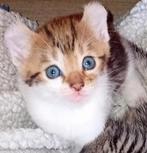 Mooie kittens kan gereveerd/Begaal €225, Dieren en Toebehoren, Katten en Kittens | Raskatten | Korthaar, Kater, Ontwormd, 0 tot 2 jaar