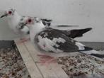 Koppel bonte diamantduifjes met jong, Dieren en Toebehoren, Meerdere dieren, Overige soorten