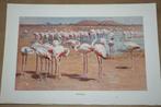 Antieke kleurenlitho - Vogels Flamingo - Ca 1900 !!, Gebruikt, Ophalen of Verzenden, Dier, Voor 1940