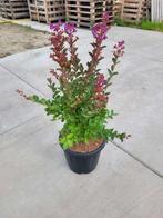 Lagerstroemia i. ‘Purple Star’🌺, Ophalen