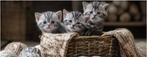 lieve kittens te koop, Dieren en Toebehoren, Katten en Kittens | Overige Katten, Meerdere dieren