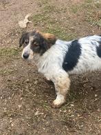 Toto is oud genoeg om te reizen naar een gouden mandje, Dieren en Toebehoren, Honden | Niet-rashonden, Particulier, Rabiës (hondsdolheid)