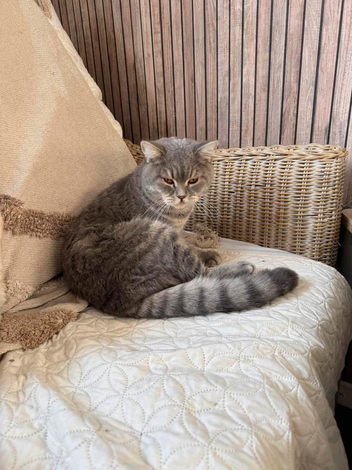 Extreem lieve rustige britse korthaar, Dieren en Toebehoren, Katten en Kittens | Overige Katten, Kortharig, Kater, 0 tot 2 jaar