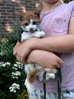 Twee lieve rode kittens -kater, Dieren en Toebehoren, Katten en Kittens | Overige Katten, Kater