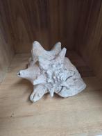 Mooie Conch Schelp, Ophalen of Verzenden, Gebruikt