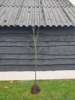 Appelboom fruitboom Zoete Kroon halfstam, Lente, Volle zon, Ophalen of Verzenden, Appelboom