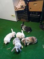 Liefste mooi gekleurde hangoor konijntjes konijn, Dieren en Toebehoren, Konijnen, Meerdere dieren, Hangoor