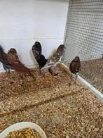 4 koppel brunner kroppers 10 euro, Meerdere dieren, Overige soorten