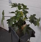 Bloempot ParelGoud Rian met plant landelijk chique vintage, Ophalen