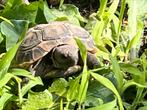 Nakweek 2023 en 2024 thh, Dieren en Toebehoren, Reptielen en Amfibieën, Schildpad, 0 tot 2 jaar