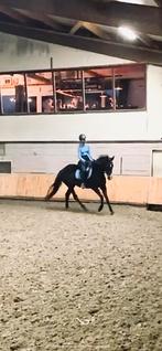 ️serieuze bijrijder aangeboden️, Dieren en Toebehoren, Ophalen of Verzenden