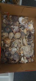 Zeldzame Zelfgevonden Schelpen, Ophalen of Verzenden