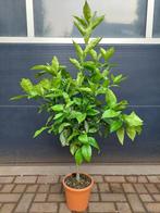 XL Citrus Sinensis Arancio - Zoete Sinaasappelboom H: 140 cm, Tuin en Terras, Ophalen, Volle zon, Citroenboom, 100 tot 250 cm