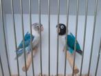 Koppel personata, Dieren en Toebehoren, Meerdere dieren, Dwergpapegaai of Agapornis, Geringd