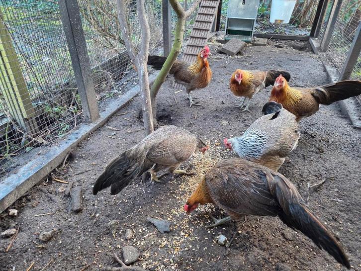 7 Prachtige Onagadori krielkippen ter overname, Dieren en Toebehoren, Pluimvee, Kip, Meerdere dieren