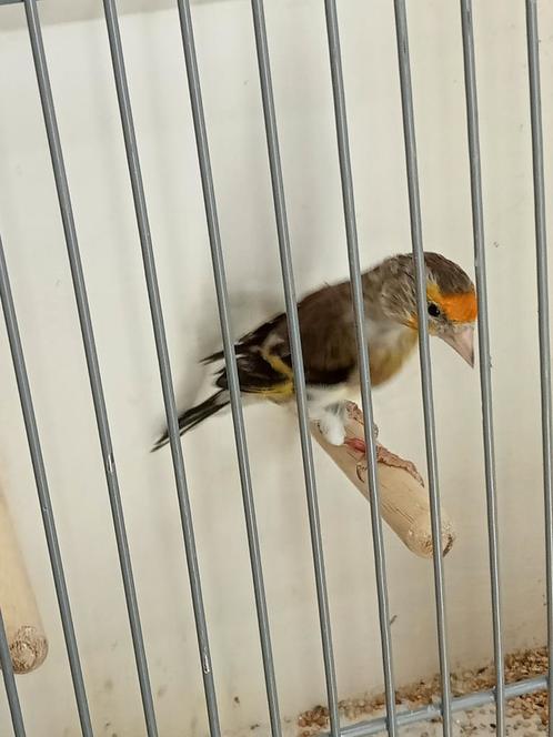 Bastaard kanarie x putter, Dieren en Toebehoren, Vogels | Kanaries, Bastaard, Mannelijk