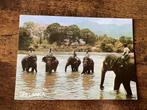 Ansichtkaart Sri Lanka, olifanten, Ophalen of Verzenden