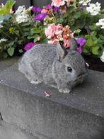 Prachtige kleurdwergen chinchilla's, Dieren en Toebehoren, Mannelijk, Dwerg