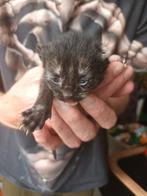 🩷🩷Leuk schildpad poesje🩷🩷, Dieren en Toebehoren, Katten en Kittens | Overige Katten, Meerdere dieren