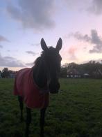 Lieve Talentvolle Ruin, Dieren en Toebehoren, 175 cm of meer, Ruin, Dressuurpaard, 3 tot 6 jaar