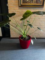 2X LECHUZA CLASSICO PREMIUM LS 35 - Plantenbak met plant, Tuin en Terras, Ophalen, Kunststof, Binnen, Minder dan 60 cm