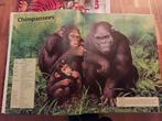 UITGEBREIDE DIERENENCYCLOPEDIE CHIMPANSEES in NIEUWSTAAT, Boeken, Dieren en Huisdieren, Nieuw, Ophalen of Verzenden, Overige diersoorten