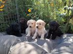 Prachtige medium labradoodle pups , hypoallergene honden, Overige rassen, CDV (hondenziekte), 8 tot 15 weken, Meerdere