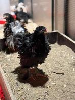 Brahma krulveer haantje, Dieren en Toebehoren, Pluimvee, Meerdere dieren, Kip