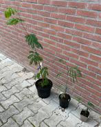 Perzische slaapboom, Tuin en Terras, Planten | Bomen, Ophalen, In pot, Volle zon, Overige soorten