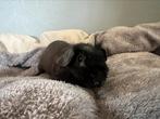 Lief tam skinny cavia beertje, Dieren en Toebehoren, Cavia, Juni, Mannelijk, Tam
