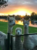 Alpaca’s scheren, Diensten en Vakmensen, Dieren | Overige | Verzorging, Oppas en Les