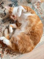 Herplaatsing rode kater Senna, Dieren en Toebehoren, Katten en Kittens | Overige Katten, Kater, Kortharig, 0 tot 2 jaar